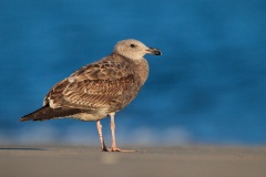 Western Gull