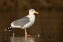 Western Gull