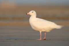 Glaucous Gull