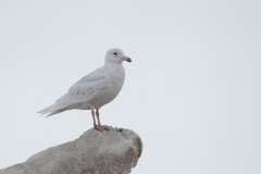 Glaucous Gull