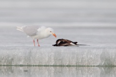 Glaucous Gull