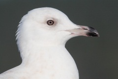 Iceland Gull