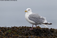 Iceland (Thayer's) Gull