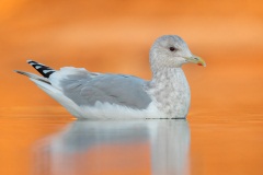 Iceland (Thayer's) Gull