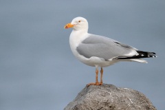 Herring Gull