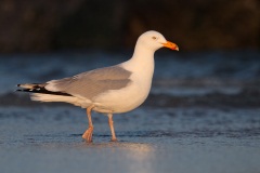 Herring Gull