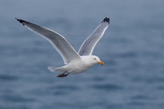 Herring Gull