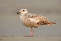 Herring Gull