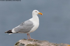 Herring Gull