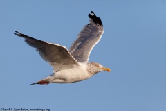 Herring Gull