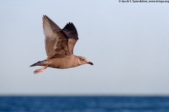 Herring Gull