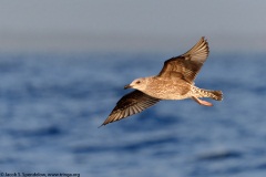 Herring Gull