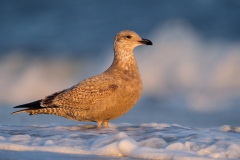 Herring Gull