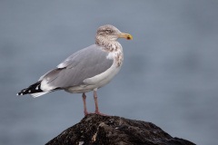 Herring Gull