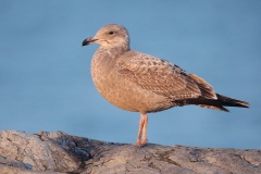 Herring Gull