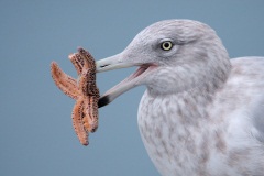 Herring Gull