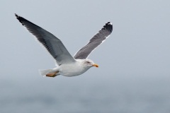 Lesser Black-backed Gull