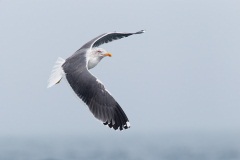 Lesser Black-backed Gull