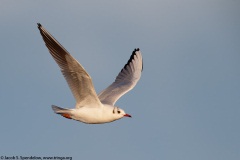 Black-headed Gull