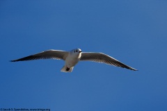 Black-headed Gull