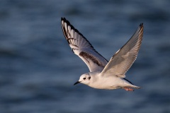 Bonaparte's Gull