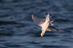 Bonaparte's Gull