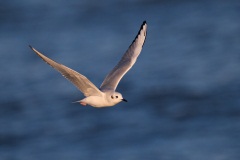 Bonaparte's Gull