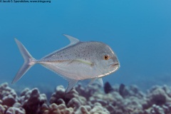 Giant Trevally