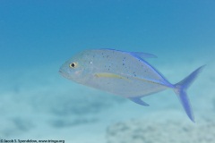 Bluefin Trevally