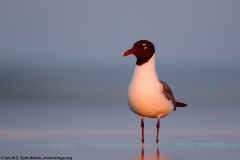 Laughing Gull