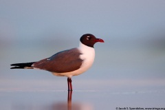 Laughing Gull