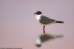 Laughing Gull