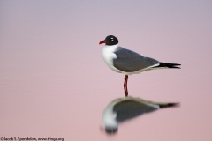 Laughing Gull