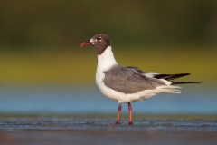 Laughing Gull