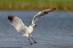 Laughing Gull