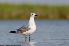 Laughing Gull