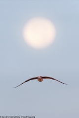 Laughing Gull