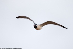 Franklin's Gull