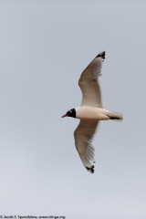 Franklin's Gull