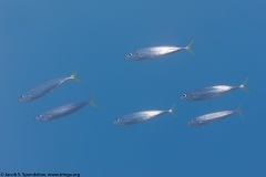 Mackerel Scad