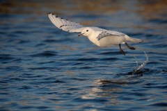 Ivory Gull