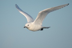 Ivory Gull