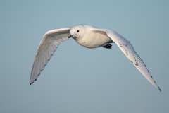 Ivory Gull