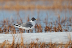 Sabine's Gull