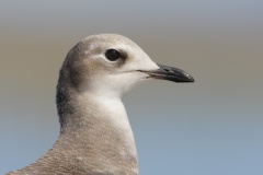 Sabine's Gull