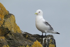 Black-legged Kittiwake