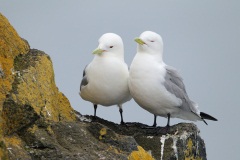 Black-legged Kittiwake