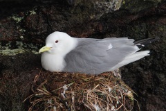 Black-legged Kittiwake