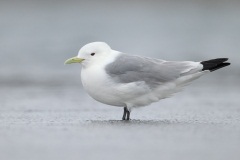 Black-legged Kittiwake