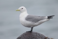 Black-legged Kittiwake